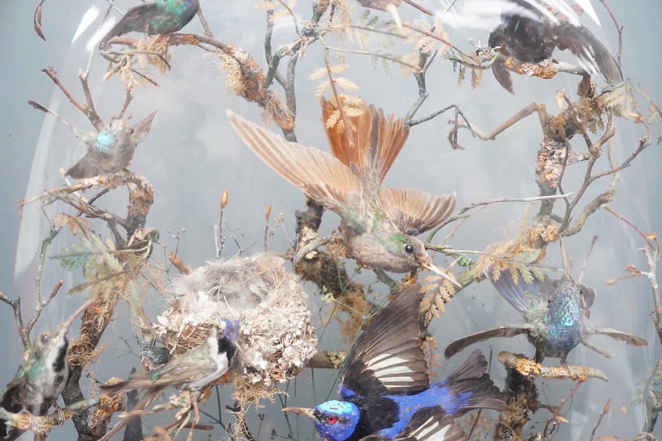 A 19th century display of taxidermic exotic birds including hummingbirds under a glass dome by H Ward, late Williams, 2 Veere Street, London. 59cm.